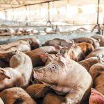 Σέρρες: Σε επιφυλακή η κτηνιατρική υπηρεσία για την αφρικανική πανώλη