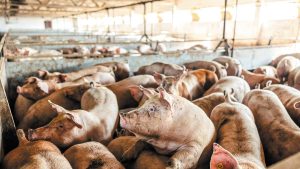 Σέρρες: Σε επιφυλακή η κτηνιατρική υπηρεσία για την αφρικανική πανώλη