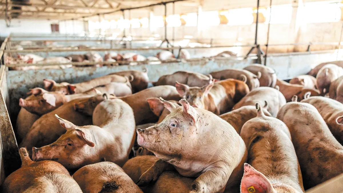 Σέρρες: Σε επιφυλακή η κτηνιατρική υπηρεσία για την αφρικανική πανώλη