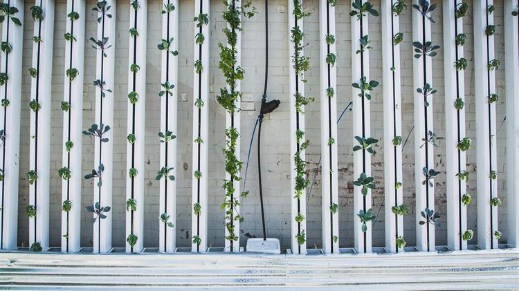 Πάει για "λουκέτο" ημεγαλύτερη κάθετη φάρμα των ΗΠΑ