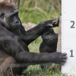 Αναστέλλεται προσωρινά η λειτουργία του Ζωολογικού Κήπου στην Θεσσαλονίκη