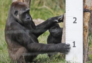 Αναστέλλεται προσωρινά η λειτουργία του Ζωολογικού Κήπου στην Θεσσαλονίκη