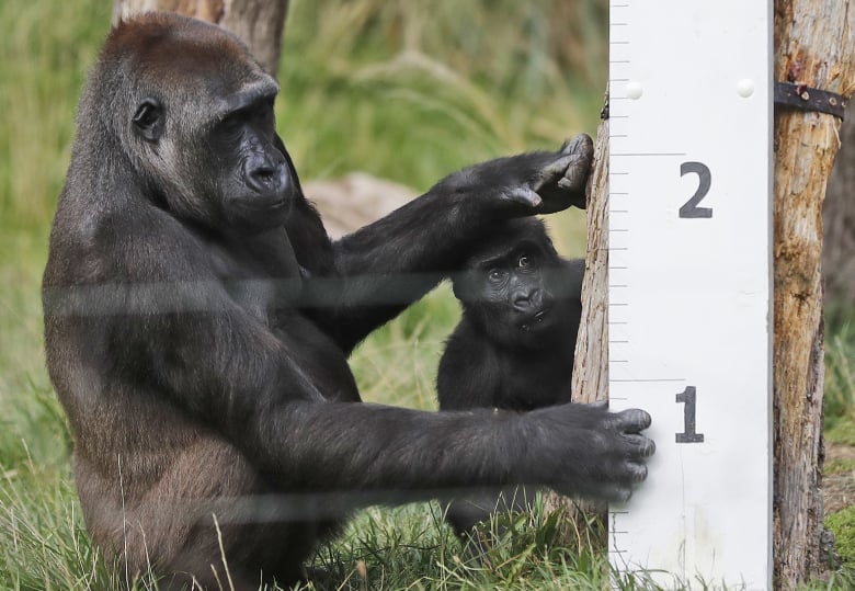 Αναστέλλεται προσωρινά η λειτουργία του Ζωολογικού Κήπου στην Θεσσαλονίκη