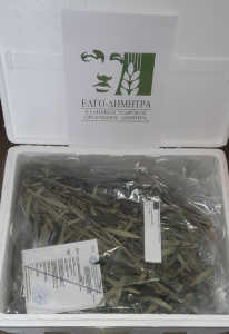 Με υπογραφή ΕΛΓΟ-ΔΗΜΗΤΡΑ νέο πολλαπλασιαστικό υλικό ποικιλιών ελιάς, μηλιάς, κερασιάς, αχλαδιάς - Fresher