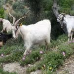 Συνέλευση εκτροφέων αυτόχθονων ελληνικών φυλών για διεκδίκηση επιδοτήσεων 2024