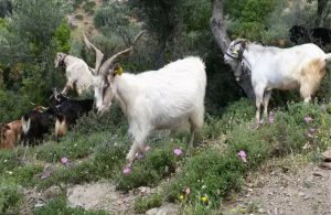 Συνέλευση εκτροφέων αυτόχθονων ελληνικών φυλών για διεκδίκηση επιδοτήσεων 2024