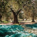 Παρατηρητήριο Τιμών Ελαιολάδου (31/10/2025)