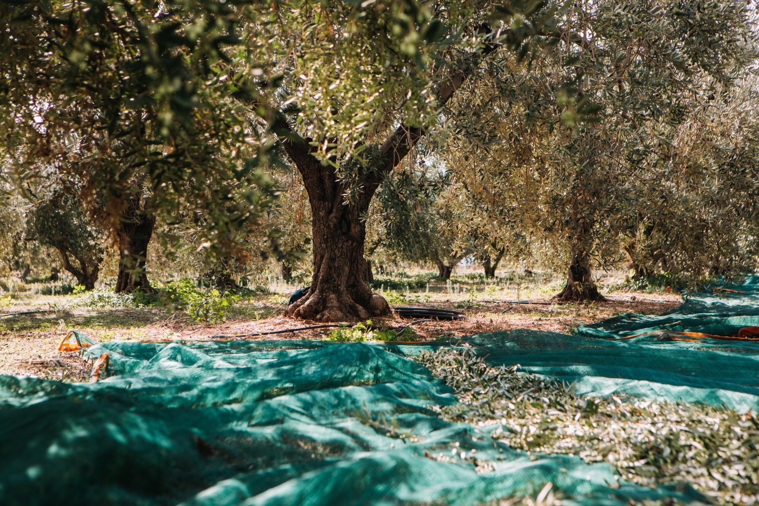 Παρατηρητήριο Τιμών Ελαιολάδου (31/10/2025)