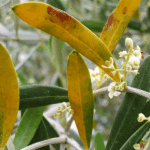 Υγρασία, βροχές και… κερκόσπορα