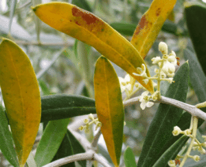 Υγρασία, βροχές και… κερκόσπορα
