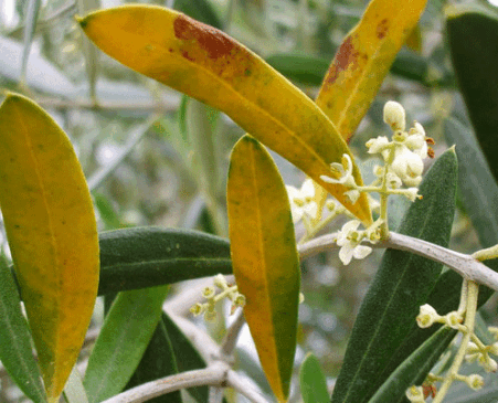 Υγρασία, βροχές και… κερκόσπορα