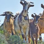 Η κτηνοτροφική «φούσκα» στην Κρήτη και η εφαρμογή της νέας  «τεχνικής λύσης»