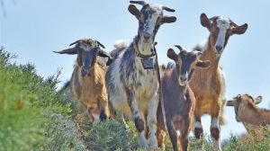 Η κτηνοτροφική «φούσκα» στην Κρήτη και η εφαρμογή της νέας  «τεχνικής λύσης»