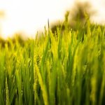 Ιστορικό υψηλό για την παραγωγή ρυζιού στην Ινδία