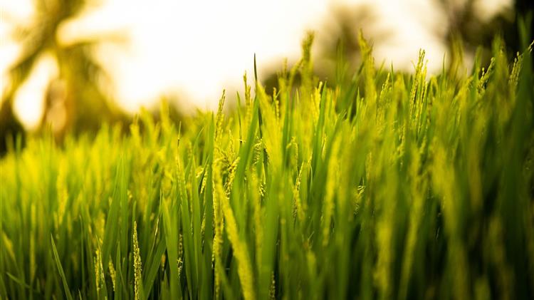 Ιστορικό υψηλό για την παραγωγή ρυζιού στην Ινδία