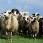 Παράταση έως τα μεσάνυχτα της Τρίτης 16 Δεκεμβρίου για δηλώσεις απογραφής ζωικού κεφαλαίου