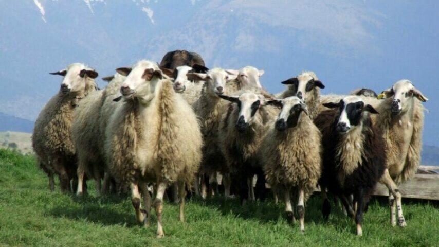 Παράταση έως τα μεσάνυχτα της Τρίτης 16 Δεκεμβρίου για δηλώσεις απογραφής ζωικού κεφαλαίου