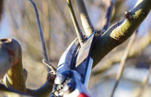 Ιδιαιτερότητες σε κλάδεμα και θρέψη παρουσιάζουν οι χειμερινές φροντίδες της ακτινιδιάς