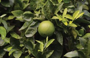 Ευάλωτα σε κορυφοξήρα τα εσπεριδοειδή τον χειμώνα, κομβικοί ψεκασμοί με χαλκούχα