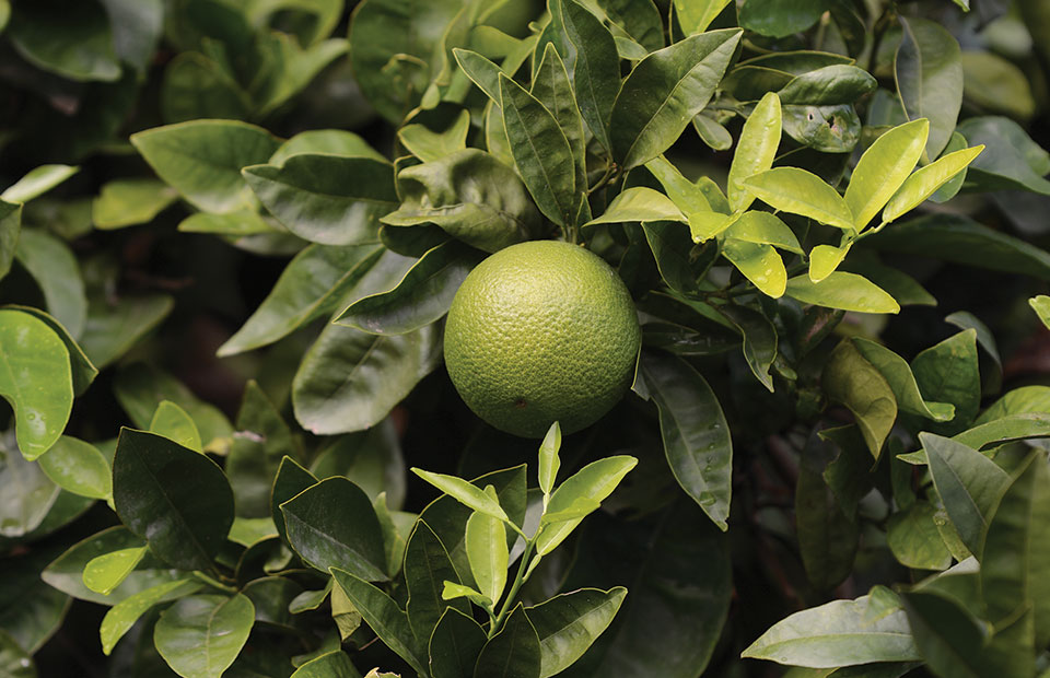 Ευάλωτα σε κορυφοξήρα τα εσπεριδοειδή τον χειμώνα, κομβικοί ψεκασμοί με χαλκούχα