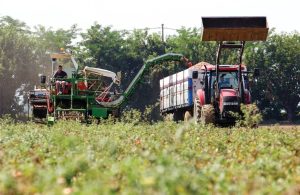 Μείωση αγροτικών εκμεταλλεύσεων το 2023 επιβεβαιώνει η ΕΛΣΤΑΤ