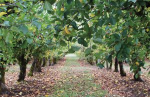 Προληπτικοί ψεκασμοί και μέτρα προστασίας σε όλα τα μηλοειδή πριν την πτώση των φύλλων