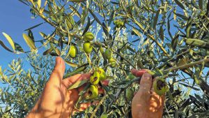 Έρμαιο της κλιματικής κρίσης η παραγωγή ελαιολάδου