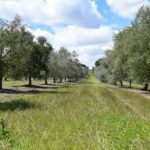 Νόμος προώθησης βιολογικής παραγωγής στην Ανδαλουσία