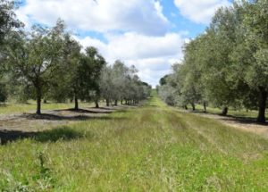 Νόμος προώθησης βιολογικής παραγωγής στην Ανδαλουσία