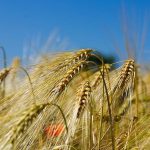 Παραγωγή μαλακού σίτου: Οι προκλήσεις του κόστους εισροών και οι πρώτες εκτιμήσεις για το 2026