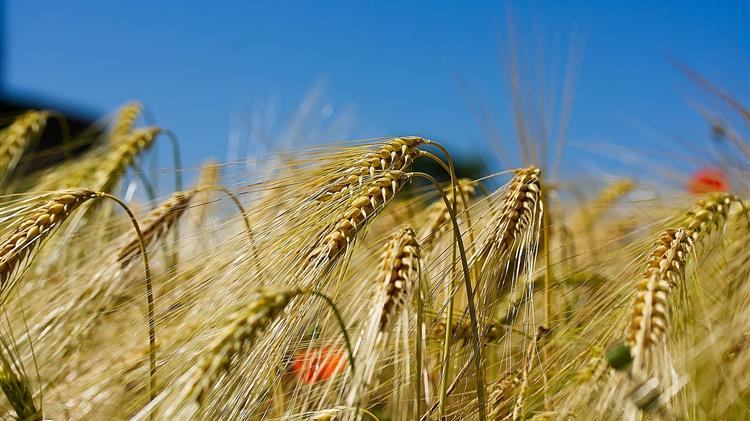 Παραγωγή μαλακού σίτου: Οι προκλήσεις του κόστους εισροών και οι πρώτες εκτιμήσεις για το 2026