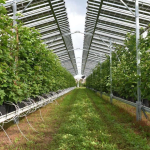 Με υπερδέσμευση 180% 944 επενδύσεις στο πρόγραμμα θερμοκηπίων