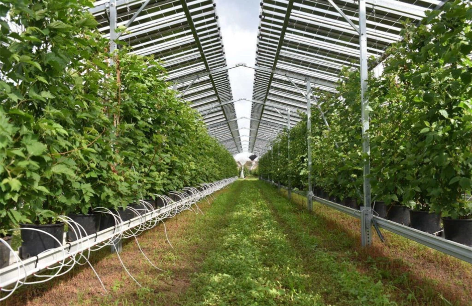 Με υπερδέσμευση 180% 944 επενδύσεις στο πρόγραμμα θερμοκηπίων