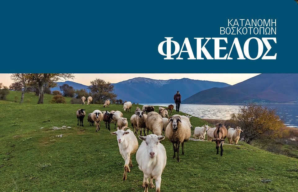 Νέες μαύρες τρύπες στις ενισχύσεις καθώς σταματάει το μέτρημα ζώων και τα κοπάδια υπολογίζονται με βάση τα στοιχεία τιμολογίων