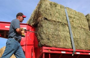 Μπήκε η δεύτερη δόση για το πριμ ζωοτροφών, το νέο έτος υπόλοιπα 15 εκατ. ευρώ