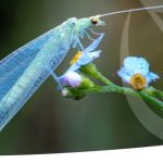 Η Διεθνής Ένωση Παραγωγών Βιολογικής Καταπολέμησης χαιρετίζει τη δημοσίευση της Πρότασης για το Omnibus