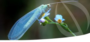 Η Διεθνής Ένωση Παραγωγών Βιολογικής Καταπολέμησης χαιρετίζει τη δημοσίευση της Πρότασης για το Omnibus