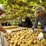 Η διαδρομή του ακτινιδίου στην Ελλάδα από πιλοτική φυτεία ως την παγκόσμια κορυφή