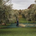 Αποπνέει τη γεύση της κρητικής γης το έξτρα παρθένο ελαιόλαδο της Yiannarakis Olive Estate - Ελαίας Καρπός