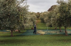 Αποπνέει τη γεύση της κρητικής γης το έξτρα παρθένο ελαιόλαδο της Yiannarakis Olive Estate - Ελαίας Καρπός