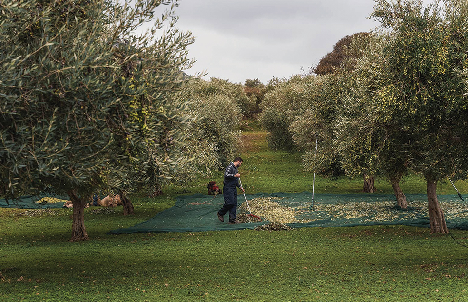 Αποπνέει τη γεύση της κρητικής γης το έξτρα παρθένο ελαιόλαδο της Yiannarakis Olive Estate - Ελαίας Καρπός