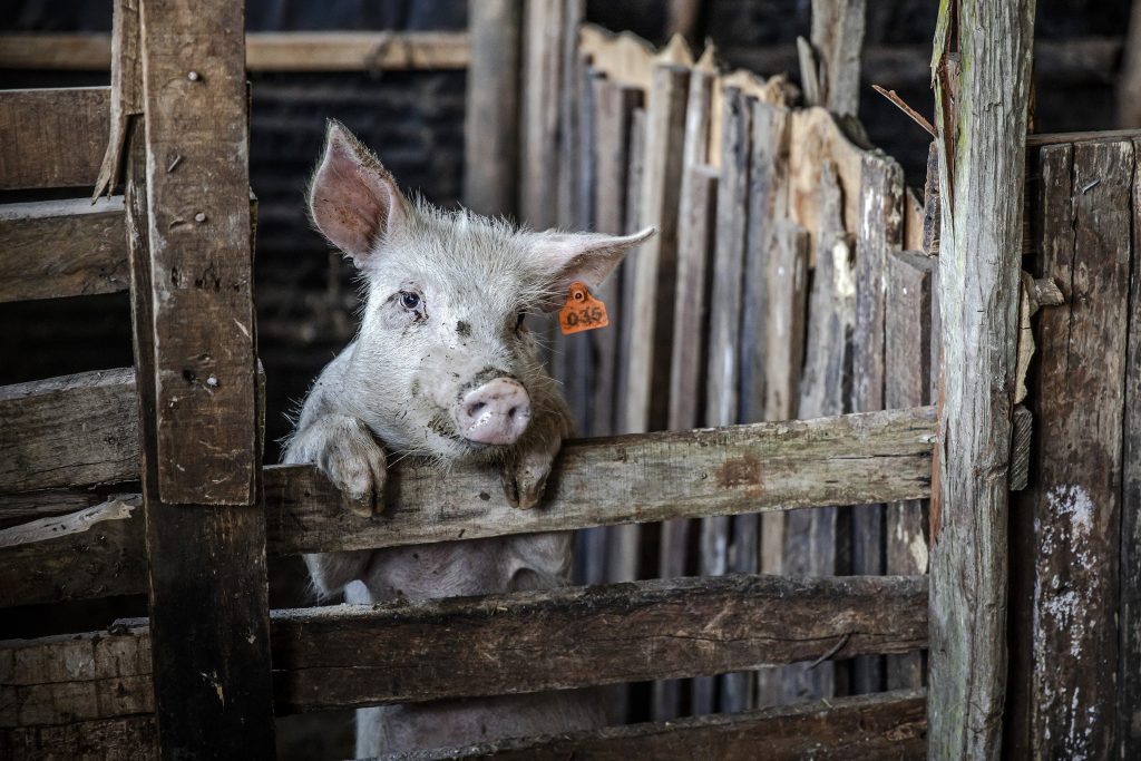 Στη Διαύγεια εγκύκλιος για υποβολή παραστατικών πληρωμής για καλή μεταχείριση των χοίρων