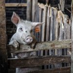 Στη Διαύγεια εγκύκλιος για υποβολή παραστατικών πληρωμής για καλή μεταχείριση των χοίρων