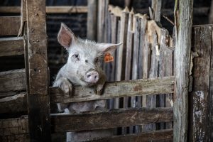 Στη Διαύγεια εγκύκλιος για υποβολή παραστατικών πληρωμής για καλή μεταχείριση των χοίρων