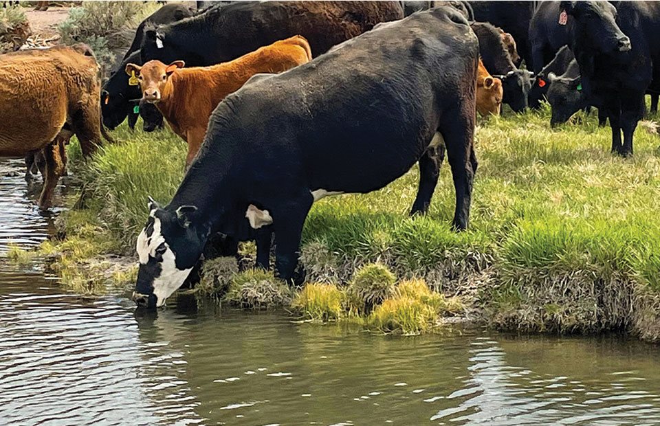 Οι λούτσες χρήσιμες ποτίστρες για τα ζώα