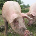 Ισπανία σε συναγερμό: Η πανώλη των χοίρων «παγώνει» τις εξαγωγές χοιρινού κρέατος