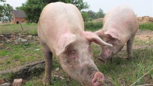 Ισπανία σε συναγερμό: Η πανώλη των χοίρων «παγώνει» τις εξαγωγές χοιρινού κρέατος