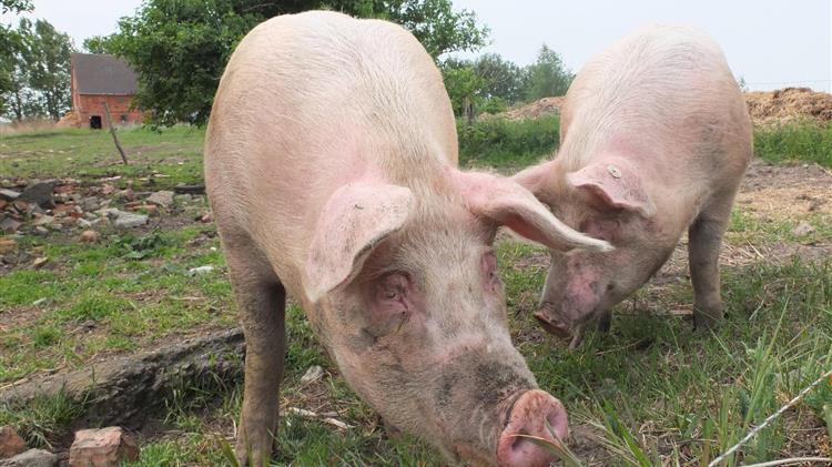 Ισπανία σε συναγερμό: Η πανώλη των χοίρων «παγώνει» τις εξαγωγές χοιρινού κρέατος
