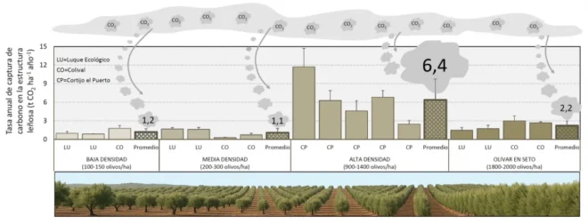 Οι ελαιώνες δεσμεύουν το διοξείδιο του άνθρακα και θωρακίζουν το κλίμα