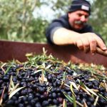 Νέο πρόγραμμα προώθησης ελληνικών βιολογικών επιτραπέζιων ελιών σε Γαλλία και Πολωνία